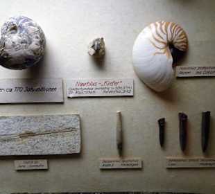 In der geologischen Abteilung