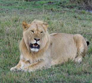 Ein "gestresster Löwe"