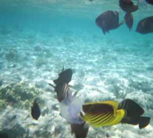 Schnorcheln in Sharm El Naga
