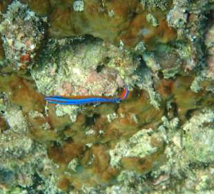 Unterwasserwelt Musandam