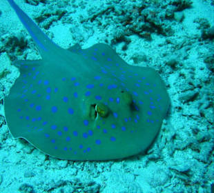 Blaupunkt am Islands