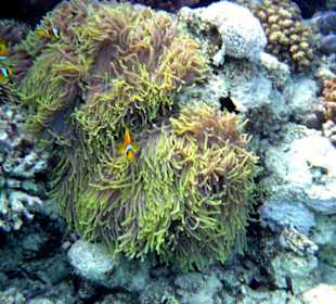 Hausriff Tulip Resort