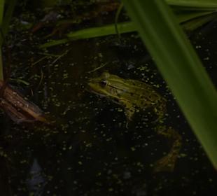 Naturwildpark Granat