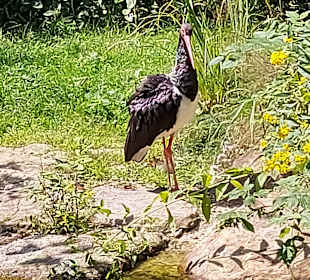 Wandern Sankt Oswald-Riedlhütte