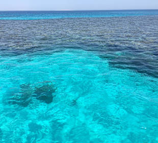 Delfinausflug mit Mo