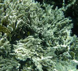 Hauseigenes Hotelriff