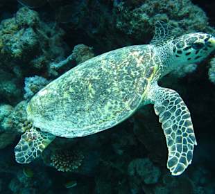 Schildkröte am Hausriff