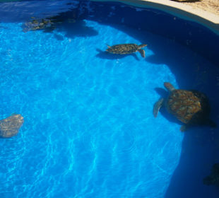 Schildkrötenaufzucht Praia do Forte