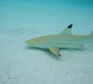 Baby Riffhai ca 1m groß 