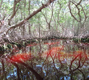 Mangroven