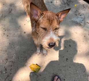 Dog and Cat Rescue Samui Foundation