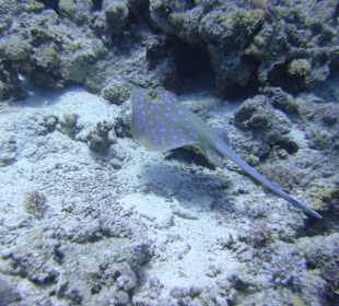 Tauchgebiet Umm Gamar