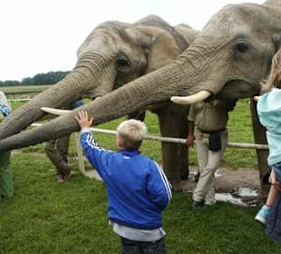 Elefantenhof in Platschow