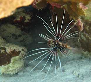 Lionfish