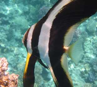 Schnorcheln Makadi Bay