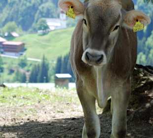 Kuh am Wegrand in Damüls