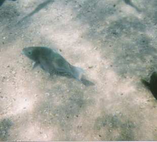 Schnorcheln in Sharm el Naga