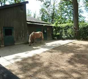 Haflinger Anlage