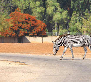 Ramat Gan Safari Park