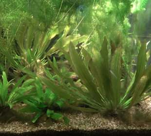 Aquarium