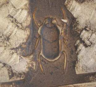 Skarabäus, Glückskäfer