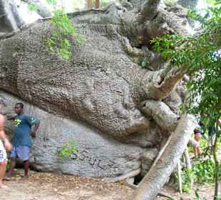 Umgefallener Baum auf einer Insel
