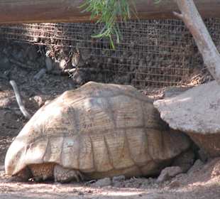 Pantherschildkröthe