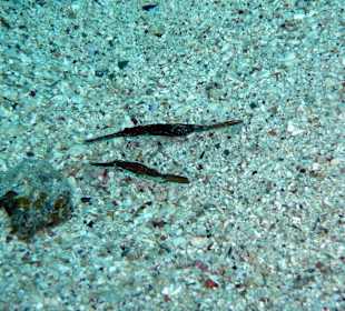 Geisterpfeifenfische am Hausriff