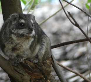 Safari in der Masai Mara