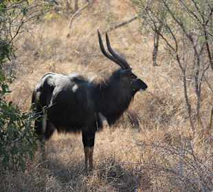 Krüger Nationalpark
