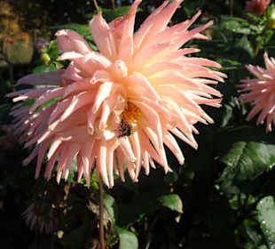 Rundgang durch den Botanischen Garten Hamburg