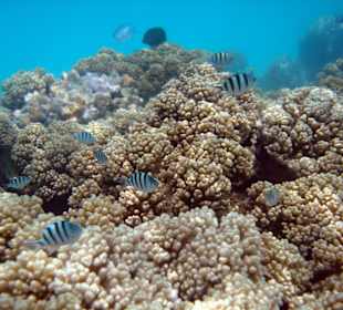 Babystube Sergantfische