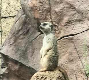 Erdmännchen im Loro Park.