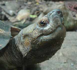 Schildkröte