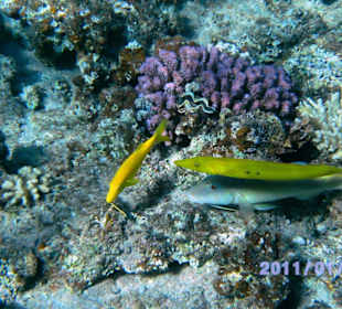 Riff Happy life village