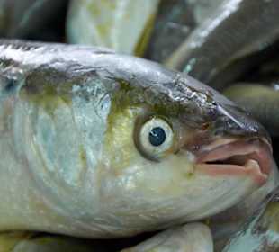 Programmpunkt: Fischmarkt