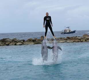 Im Seaaquarium von Curacao
