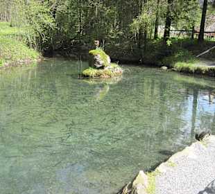 Forellenteich AU