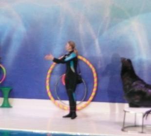 Dolphinarium