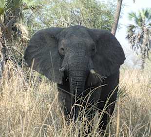 Safari im Gorongosa Nationalpark