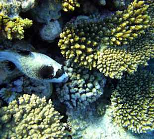 Am Hausriff Hotel Baron Resort