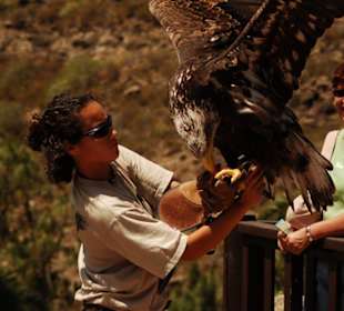 Greifvogelshow