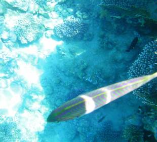 Unterwasserwelt Hotel Sharm Plaza