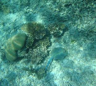 Delfintour-Aquarium pur