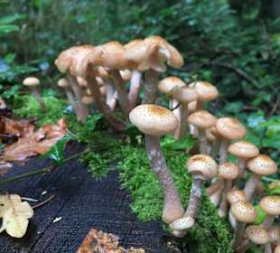 Meißendorfer Teiche/Bannetzer Moor