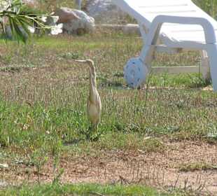 Parc Natural ist nicht weit. Besuch eines Reihers