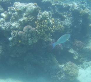 Unterwasseraufnahme bunte Fische überall