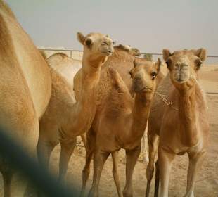 Die Kamelfarm