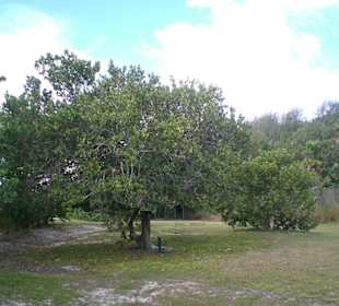 Grüner Weg zum nächsten Strand im South Shore Park