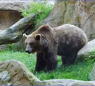 WildparkImpression September 2013